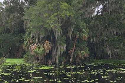 lake a trees