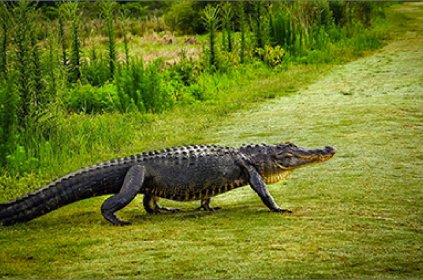 American alligator walking on grass