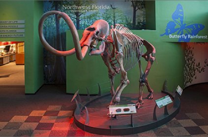 mastodon skeleton