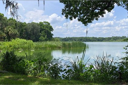 beautiful lake surrounded by trees