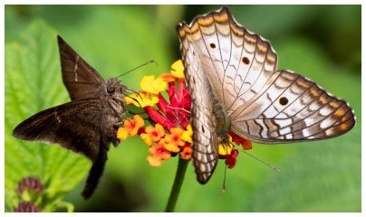 two butterflies on a flower